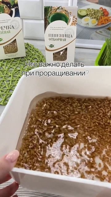 Что важно делать при проращивании? #проростки #топ #сыр смотреть онлайн