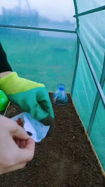 Саду помидоры в ноябре #дача #частныйдом #сад #огород смотреть онлайн