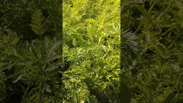 Морковь 🥕 #дача смотреть онлайн