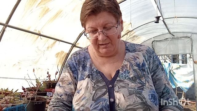 Какие сорта томатов я буду сеять. смотреть онлайн