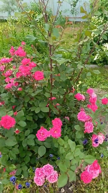 Канадка Александр Маккензи 🌺 #garden #plants #садоводство #р смотреть онлайн