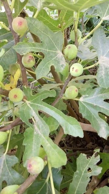 Черный Крымский инжир. Саженцы черенки инжира смотреть онлайн