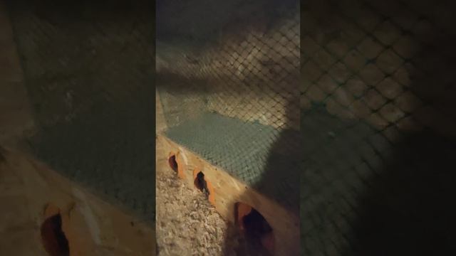 Зимний курятник. смотреть онлайн