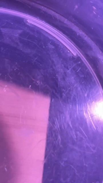 Сеем петунию #петуния #огород #рассада #сад #садоводств смотреть онлайн