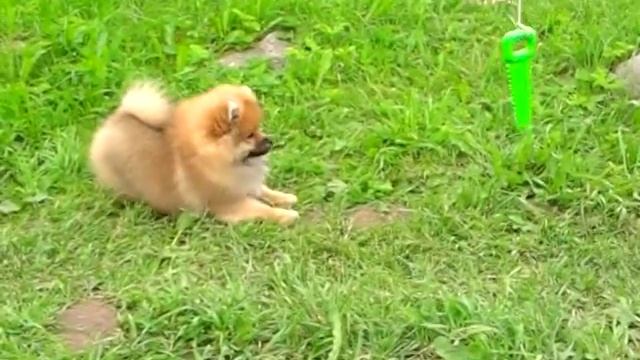 ШПИЦ - ИЗУМРУДНЫЙ ГОРОД РИНГТОН, КОБЕЛЬ, видео на даче смотреть онлайн