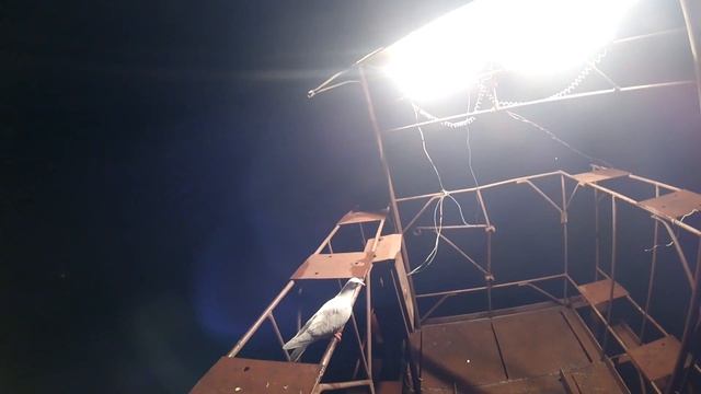 Голубь смотреть онлайн