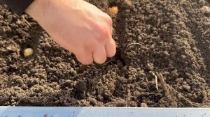 Посадка лука севка на зелень