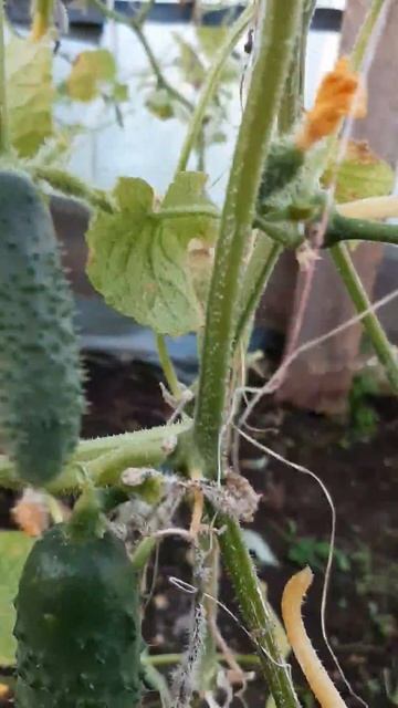 Огурец Шоша от Агрофирмы Партнер 9 октября. Конец сезо? смотреть онлайн