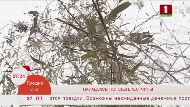 Парадоксы погоды Брестчины. Эфир 27.12.2019 смотреть онлайн
