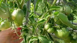 Томат ЗОЛОТЫЕ ГОРЫ МЕДЕО. Обзор сортов ТОМАТОВ!