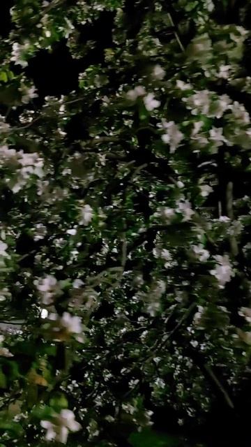 Яблоня в цвету.