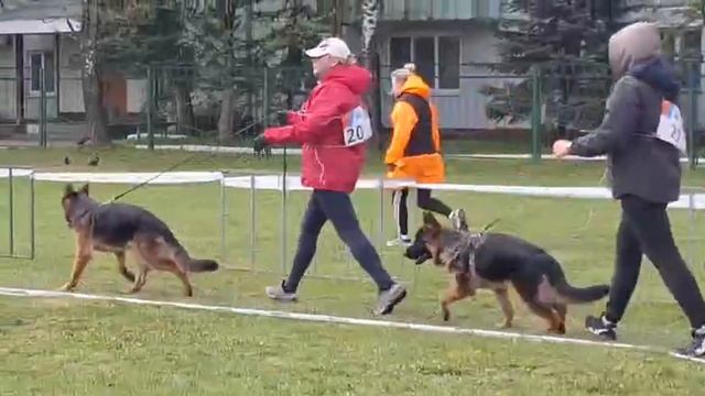 ЩЕНКИ СУКИ / КЧК СМОЛЕНСК 1 мая`25 Е.Силаева Моно немецких овчарок