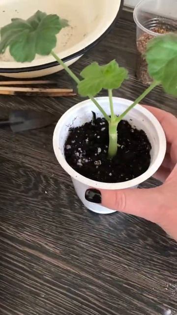 Пеларгония. Посадка черенков пеларгонии смотреть онлайн