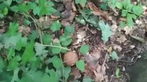 Теща зашла в баню/Сладкая любовь