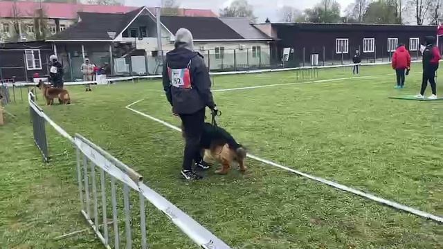 РАБОЧИЙ СУКИ ДШ / КЧК СМОЛЕНСК 1 мая`25 Е.Силаева Моно немецких овчарок