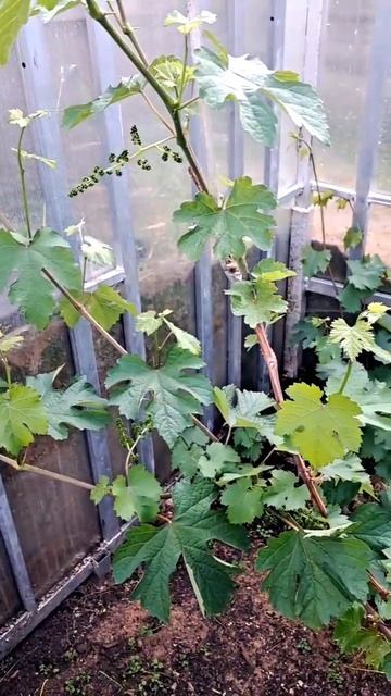 Виноград. Сигнальные грозди, нужно ли обрезать? #short #sho смотреть онлайн