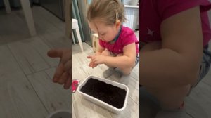 Сеем семена Астры игольчатой (однолетняя) #ЯжеВика