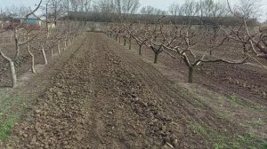 Подкормка Персика 200кг селитры на 1 га.