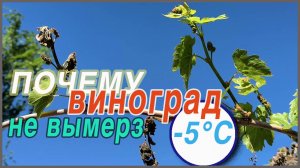 ПОЧЕМУ на винограде, во время весеннего ЗАМОРОЗКА в -5°С, не погибли зеленые побеги?