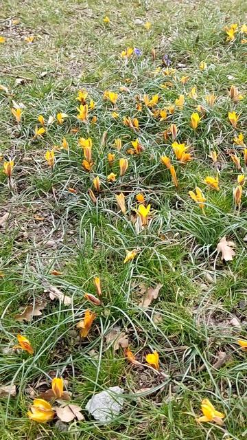 Цветы 💖💖💖 смотреть онлайн