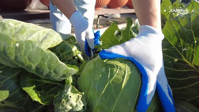 ЛУЧШАЯ КАПУСТА - СКОРО СЕЯТЬ НА РАССАДУ! ЛЮБИМЫЙ СОРТ К смотреть онлайн