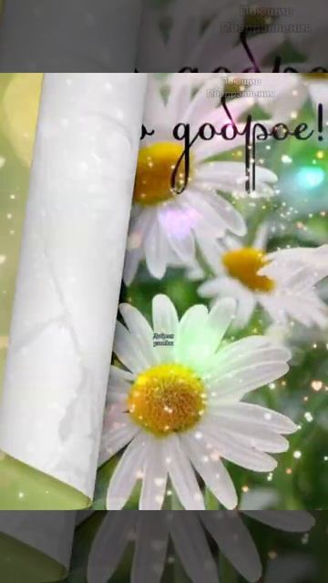 С добрым утречком! Красивые ромашки! Для настроения! #shorts смотреть онлайн