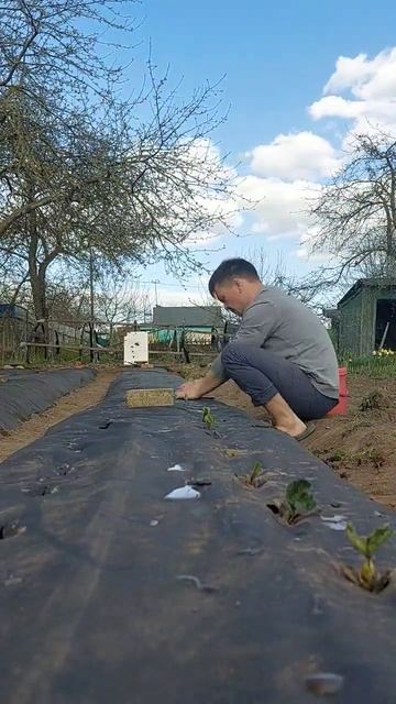 начинаю сажать саженцы клубники Альба и Азия #stroberi #gard смотреть онлайн