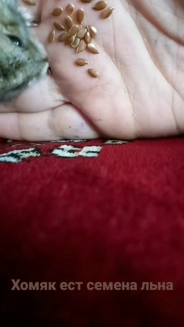 мой хомяк ест семена льна 🐹🐹🐹 смотреть онлайн