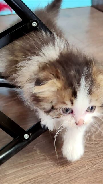 Первое достижение маленького котенка. #котята 4k смотреть онлайн