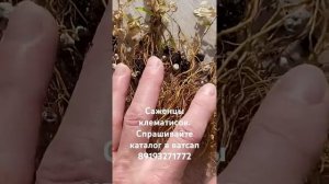 Клематисы из семян. Выращиваем сами!