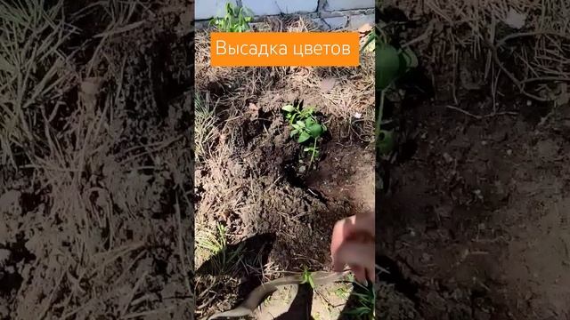 Высадка цветов #петуния #дача #посев #огород #сад #цветы смотреть онлайн