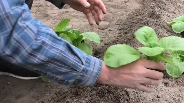 Высадка капусты в открытый грунт. Часть 4. смотреть онлайн