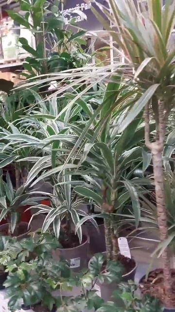 ЦВЕТЫ В ОБИ — НОВОГОДНЯЯ МЕГА — ЕКАТЕРИНБУРГ — 22 ДЕК? смотреть онлайн