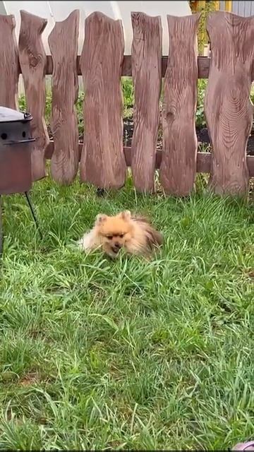 Тося нашла кусок мяса около мангала и давай жувать.