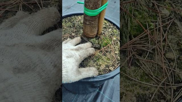 Растения не растет часто болейт и подвергается вредит смотреть онлайн