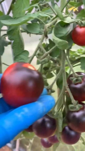 ТОМАТ «СИНЯЯ ГРОЗДЬ»МОИ ЛЮБИМЧИКИ НА 2024 год#дача#тома? смотреть онлайн