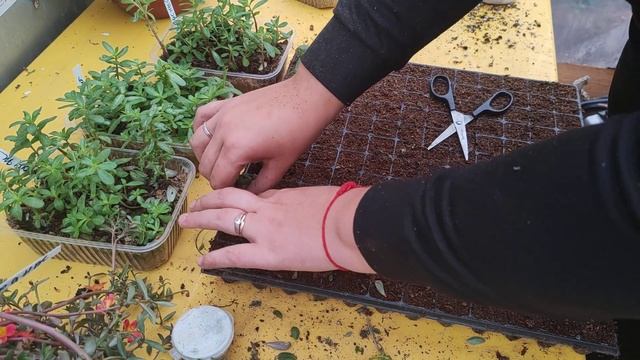 портулак, как размножить и сохранить в зимний период смотреть онлайн