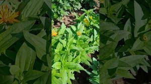 Любимая циния Дабл Захара.