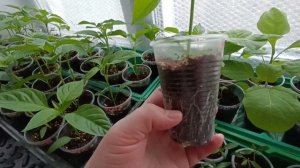 Почему плохо развивается корневая у рассады.