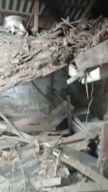 Готовлю помещение под брудер для выращивания бройлер? смотреть онлайн