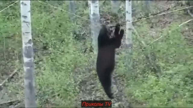 СМЕШНЫЕ ВИДЕО, ПРИКОЛЫ, ВИДЕО ПРИКОЛЫ, НОВЫЕ ПРИКОЛЫ 2018, ПРИКОЛЫ ДО СЛЕЗ, СМЕШНЫЕ ПРИКОЛЫ, ЛУЧШИЕ смотреть онлайн