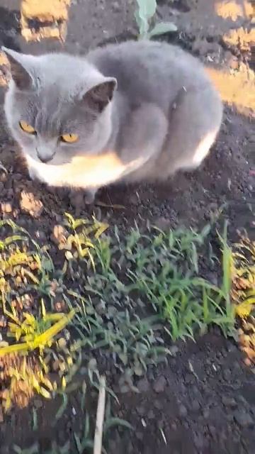 Помощь на огороде🫑🥒🥬 смотреть онлайн