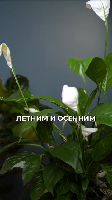 Как заставить спатифиллум цвести? #растения #уход #сад? смотреть онлайн