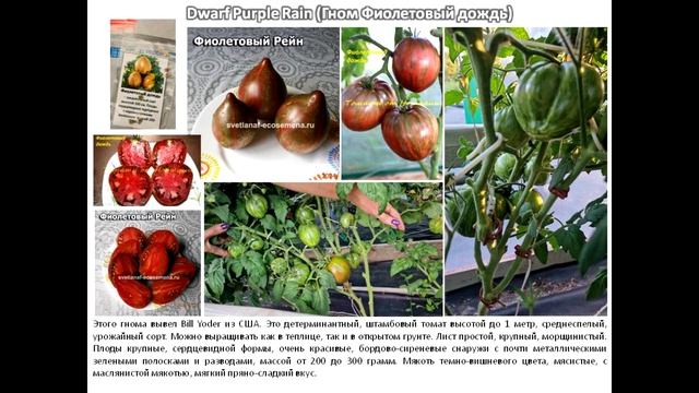 Охота за семенами коллекционных сортов томатов 2025. Ча? смотреть онлайн
