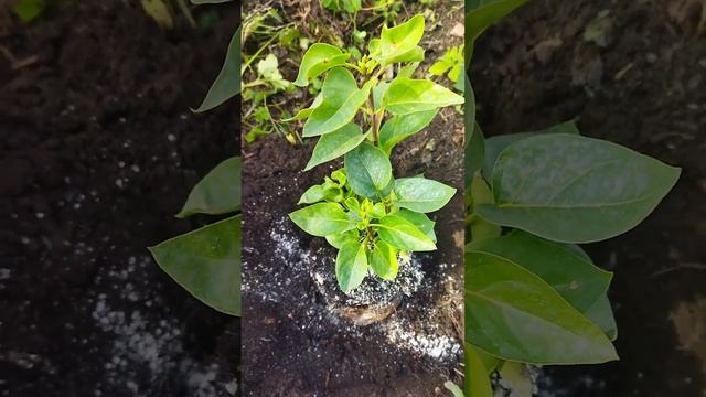 Посадка сирени 🌱 02.11.2024 смотреть онлайн