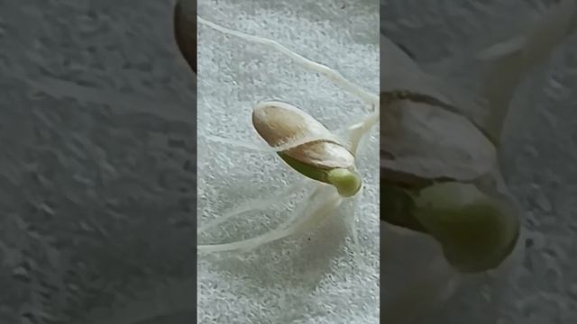 Огород на подоконнике смотреть онлайн