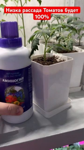 ЕСЛИ ТОМАТЫ ВЫТЯНУЛИСЬ СДЕЛАЙ ТАК! И даже чахлая расса смотреть онлайн