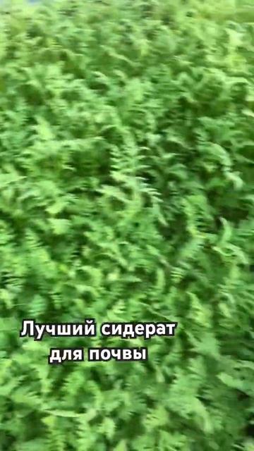 Фацелия 🌱🌱🌱 #дом #сад #огород #грядки #теплица #осенн смотреть онлайн