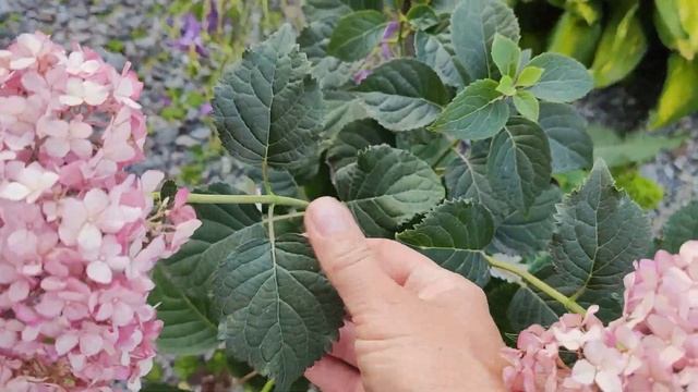 Гортензия древовидная Аннабель и Белларагацца🌸14.07.202 смотреть онлайн