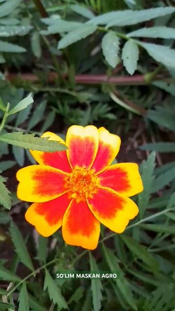 Лимон 🍋 #лимон #bodring #огурцы #огурцывтеплице #issiqxona #теп смотреть онлайн